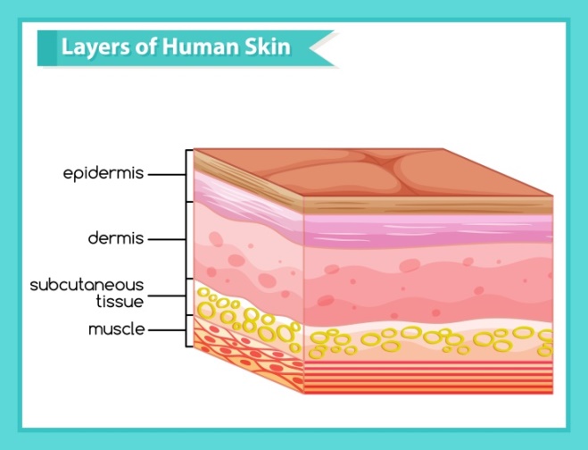 Understand the skin texture - Mega We Care